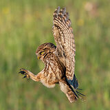 Little owls